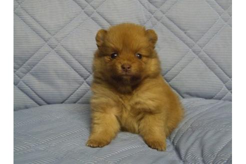 成約済の三重県のポメラニアン-86613の1枚目